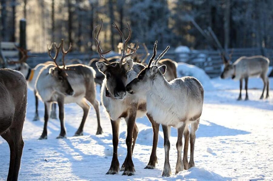 Kuusamo: Reindeer Farm Visit - A 1-hour reindeer-farm visit in Kuusamo that feels real