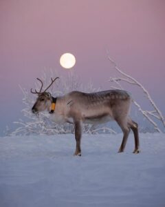 Kuusamo: Reindeer Farm Visit - First stop: meeting the herd in the corral