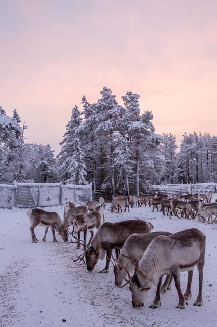 Kuusamo: Reindeer Farm Visit - Who this suits best (and who might want something else)