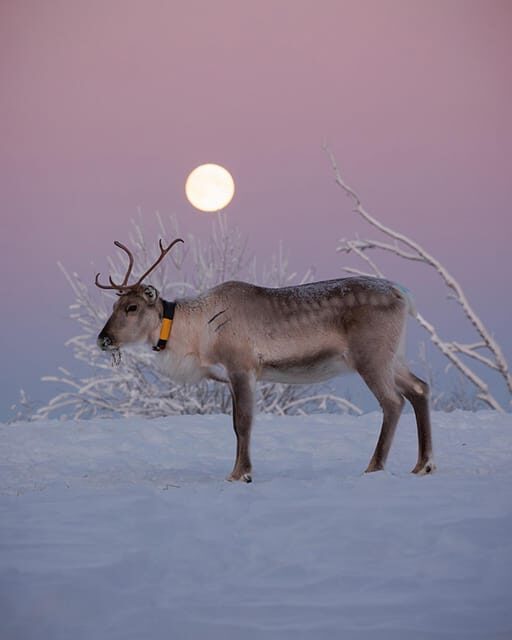 Kuusamo: Reindeer Farm Visit - First stop: meeting the herd in the corral