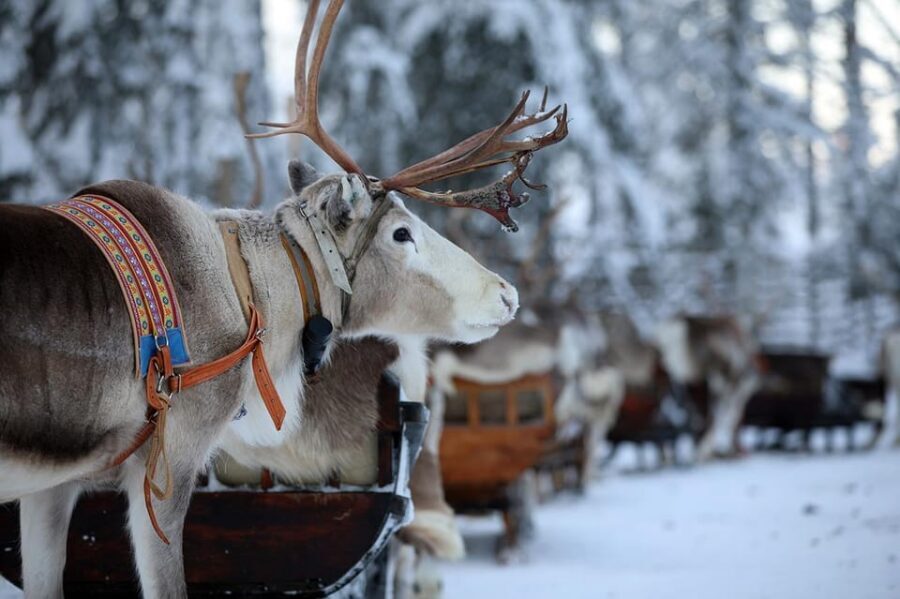Kuusamo: Reindeer Sleigh Ride and Farm Visit - The guided farm tour: what everyday herding life actually looks like