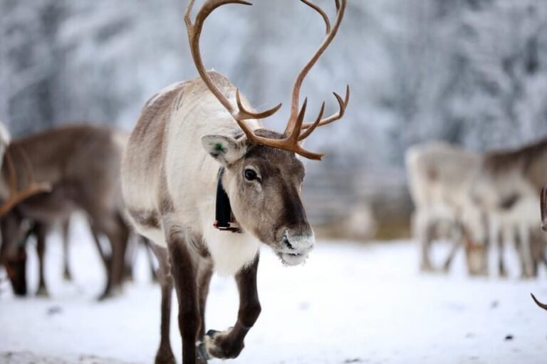 Kuusamo: Reindeer Sleigh Ride and Farm Visit - Feeding hundreds of reindeer with lichen inside the ancient corral