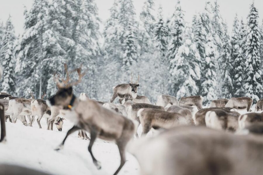 Kuusamo: Reindeer Sleigh Ride and Farm Visit - Should you book Kujala’s Reindeer Sleigh Ride and Farm Visit?