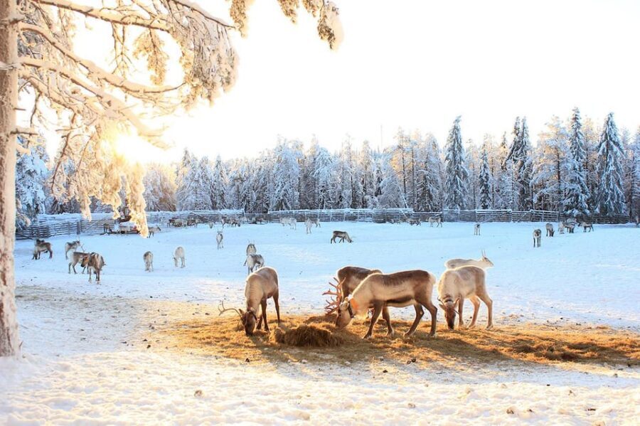 Kuusamo: Reindeer Sleigh Ride and Farm Visit - FAQ