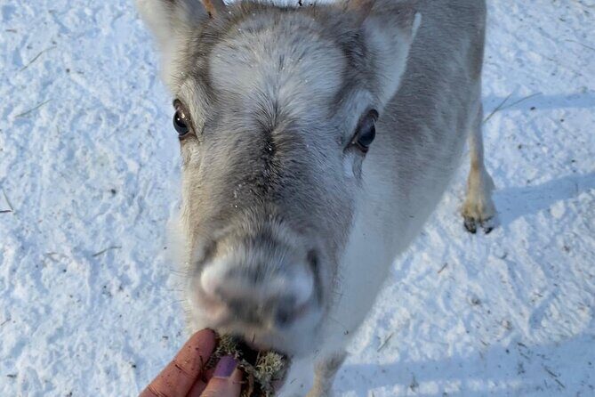 Lapland Reindeer and Husky Safari from Levi - Stop 2: husky farm petting time, then your 2 km sled ride