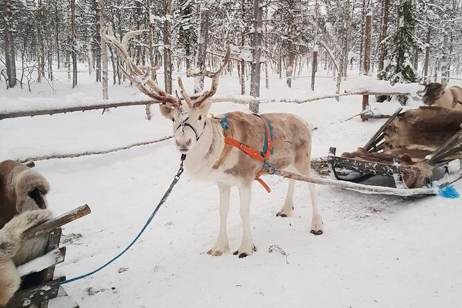 Lapland Reindeer and Husky Safari from Levi - Cost and value: what $263.12 buys you in real Lapland time
