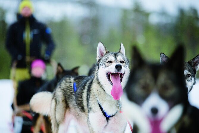 Lapland Reindeer and Husky Safari from Levi - Animal safety and how to get the smoothest ride