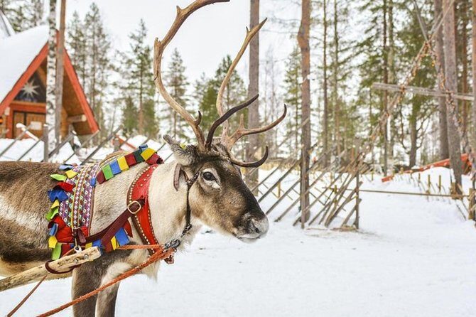 Lapland Reindeer and Husky Safari from Levi - Who should book this safari—and who might want a longer one