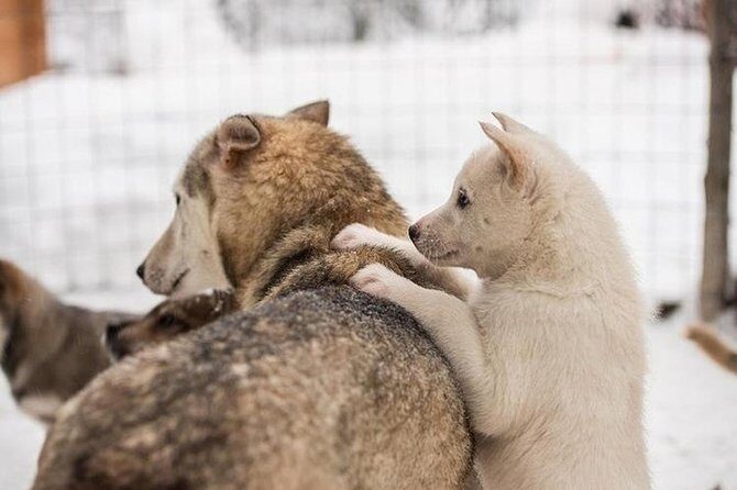 Lapland Reindeer and Husky Safari from Levi - Stop 1 in the morning: reindeer farm sled ride and kota warm-up