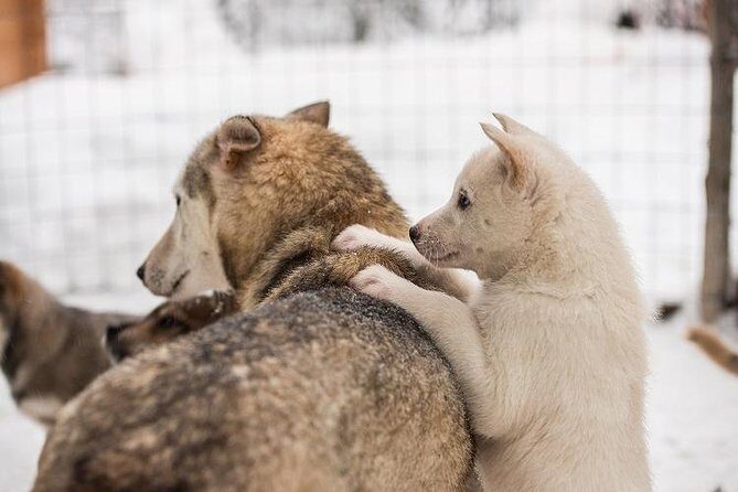 Lapland Reindeer and Husky Safari from Rovaniemi - Why the guides (like Emma, Alex, Slava, and Victor) make or break it