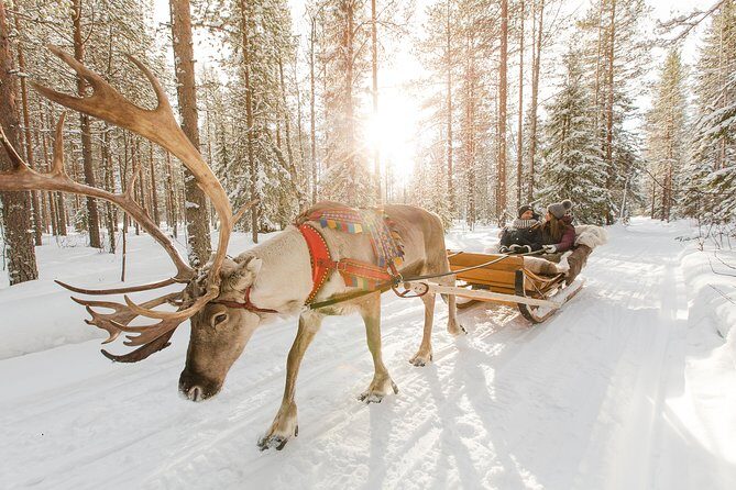 Lapland Reindeer Safari from Rovaniemi - Key highlights to know before you go