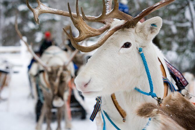 Lapland Reindeer Safari from Rovaniemi - A 2-Hour Reindeer Safari That Feels Like a Winter Movie