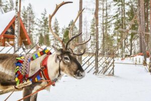 Lapland Reindeer Safari from Rovaniemi - Pickup, Timing, and Group Size: The Real-World Logistics