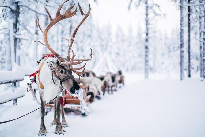 Lapland Reindeer Safari from Rovaniemi - Stop 1 in Rovaniemi: The Bonfire Hut, the Playful Exam, and Your Reindeer License