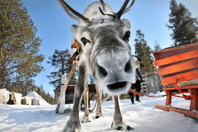 Lapland Reindeer Safari from Rovaniemi - Stop 2 in Rovaniemi: A Farm Tour Where You Learn How Daily Life Works