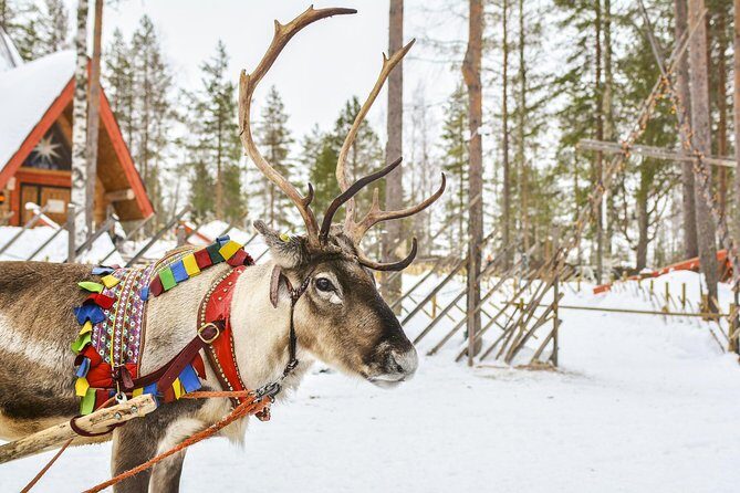 Lapland Reindeer Safari from Rovaniemi - Pickup, Timing, and Group Size: The Real-World Logistics