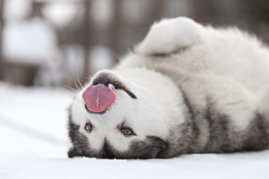 Levi: 7 km Self-Drive Husky Sledding Adventure - Key Things to Know Before You Go