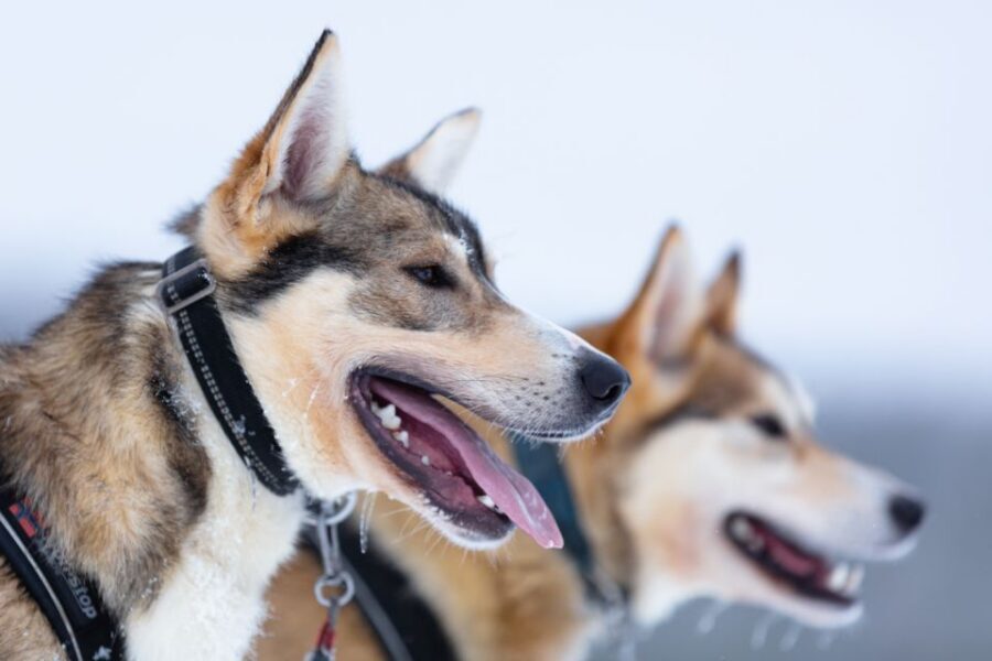 Levi: 7 km Self-Drive Husky Sledding Adventure - Self-Drive Husky Sledding in Levi: What You’ll Do During the 3 Hours