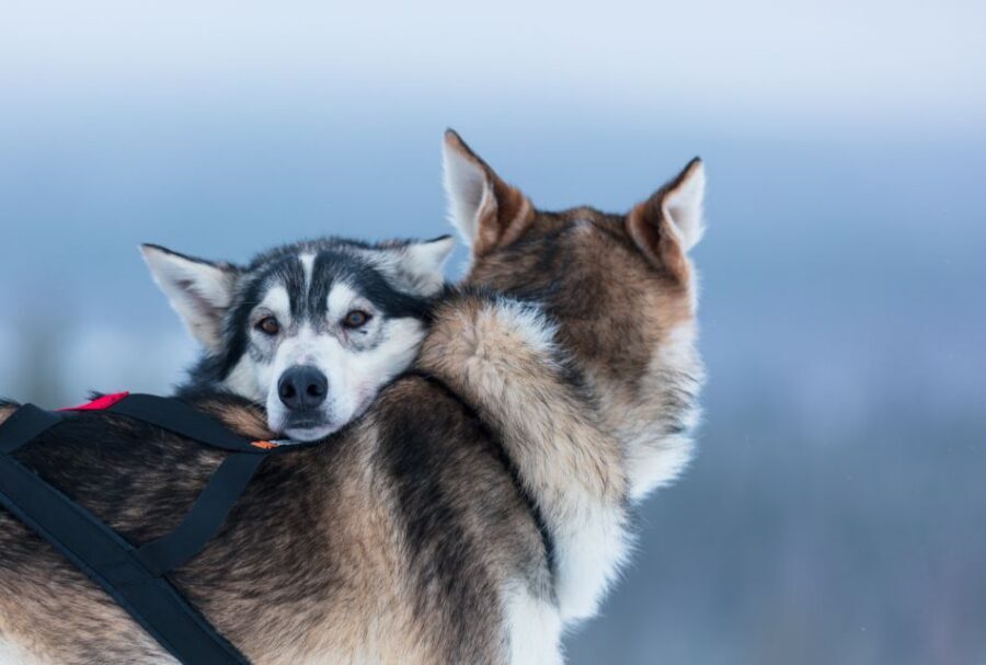 Levi: 7 km Self-Drive Husky Sledding Adventure - Safety and Comfort: Winter Clothing, Thermal Layers, and Cold Reality