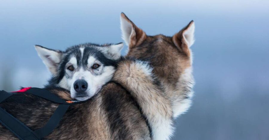 Levi: 7 km Self-Drive Husky Sledding Adventure - Meeting the Huskies: More Than a Quick Cuddle Stop