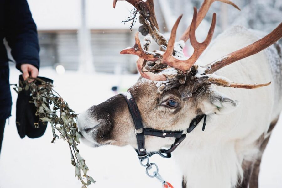 Levi: Husky and Reindeer Farm Visit with Snowmobiling - What the Reindeer Farm Teaches You (and Why the 500m Sledge Matters)