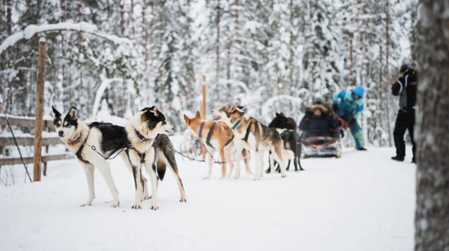 Levi: Husky and Reindeer Farm Visit with Snowmobiling - Cold-Weather Reality: Winter Gear, Warm Breaks, and Safety