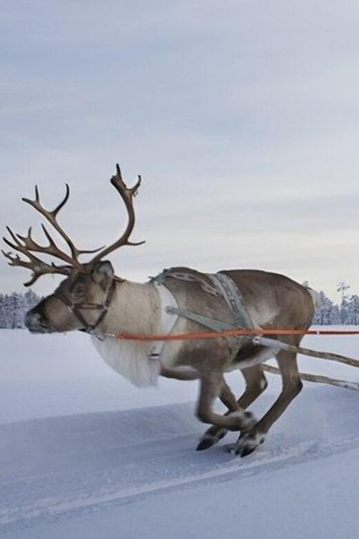 Levi: Lapland Reindeer and Husky Safari - Key highlights you’ll actually feel