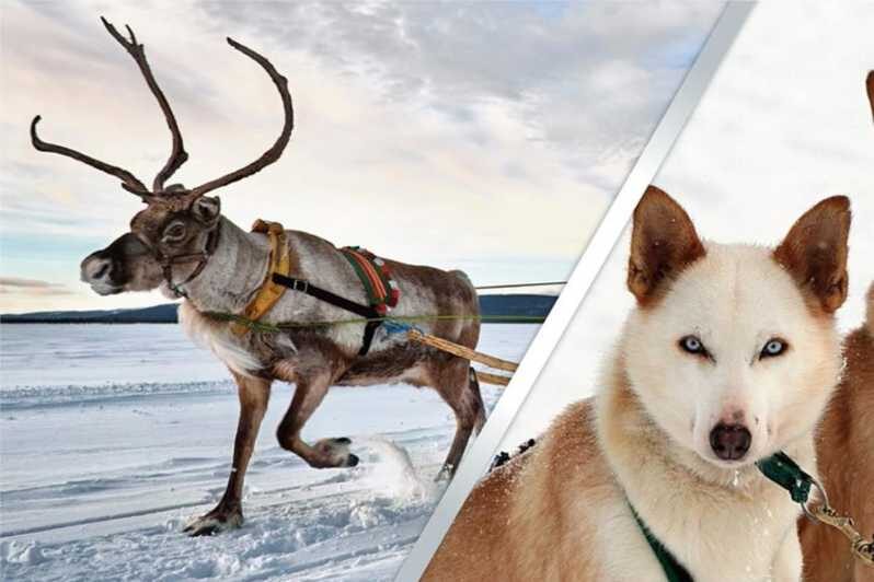 Levi: Lapland Reindeer and Husky Safari - From Levi pickup to Kittilä: what that 3-hour plan feels like