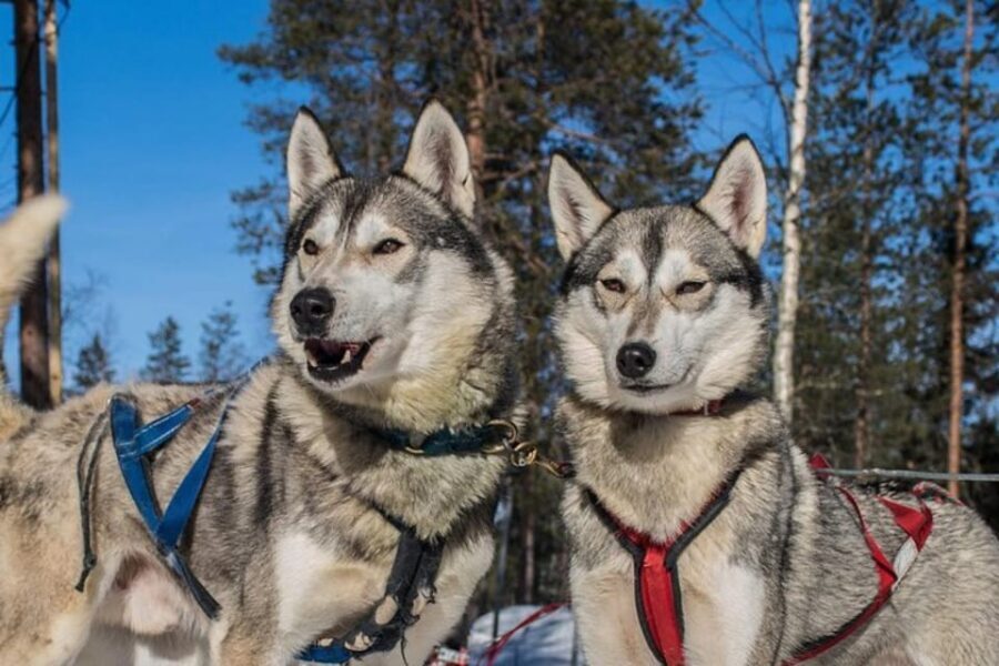 Levi: Lapland Reindeer and Husky Safari - What to wear in Levi when thermal gear isn’t included