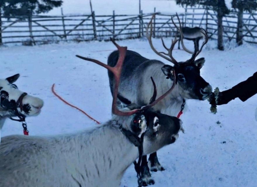 Levi: Lapland Reindeer Safari - Reindeer Farm Time: Feeding Lichen and Watching Them Up Close