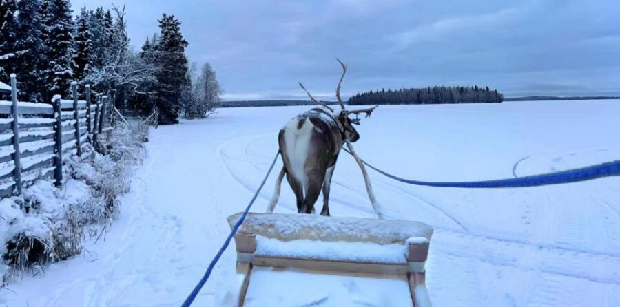 Levi: Lapland Reindeer Safari - Price and Value: What You’re Really Paying For