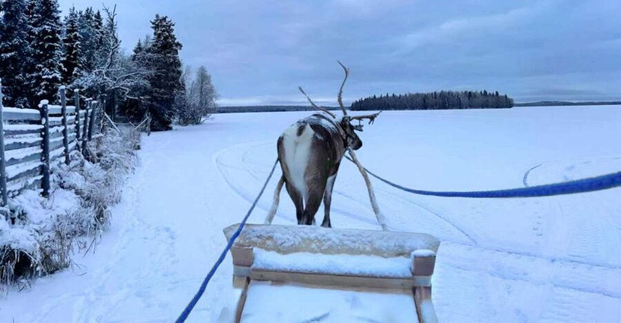 Levi: Lapland Reindeer Safari - Should You Book This Levi Lapland Safari?