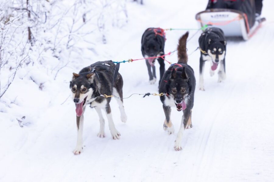 Levi Polar Lights Tours: Arctic Circle Guided Husky Tour - Key things I’d focus on before you go