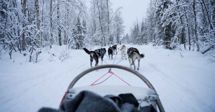Levi Polar Lights Tours: Arctic Circle Guided Husky Tour - The ride itself: two-person dogsled in snowy forests