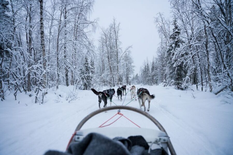 Levi Polar Lights Tours: Arctic Circle Guided Husky Tour - Price and value: what you’re paying for (and what you get)