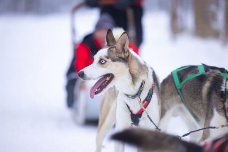 Levi Polar Lights Tours: Arctic Circle Guided Husky Tour - Safety briefing and husky training: where confidence starts