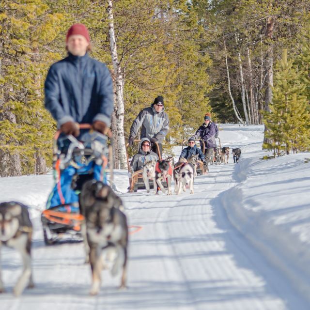 Levi Polar Lights Tours: Reindeer and Husky Taster - Key highlights to know before you book