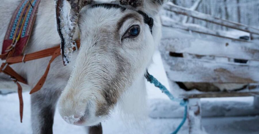Levi Polar Lights Tours: Reindeer and Husky Taster - Why Levi’s Reindeer-and-Husky Taster is built for first-time Lapland days