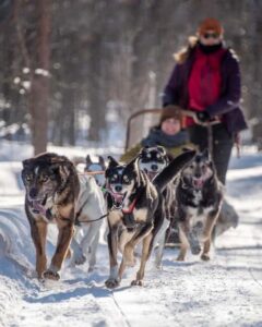 Levi Polar Lights Tours: Reindeer and Husky Taster - Price of $153: what you’re paying for in 90 minutes