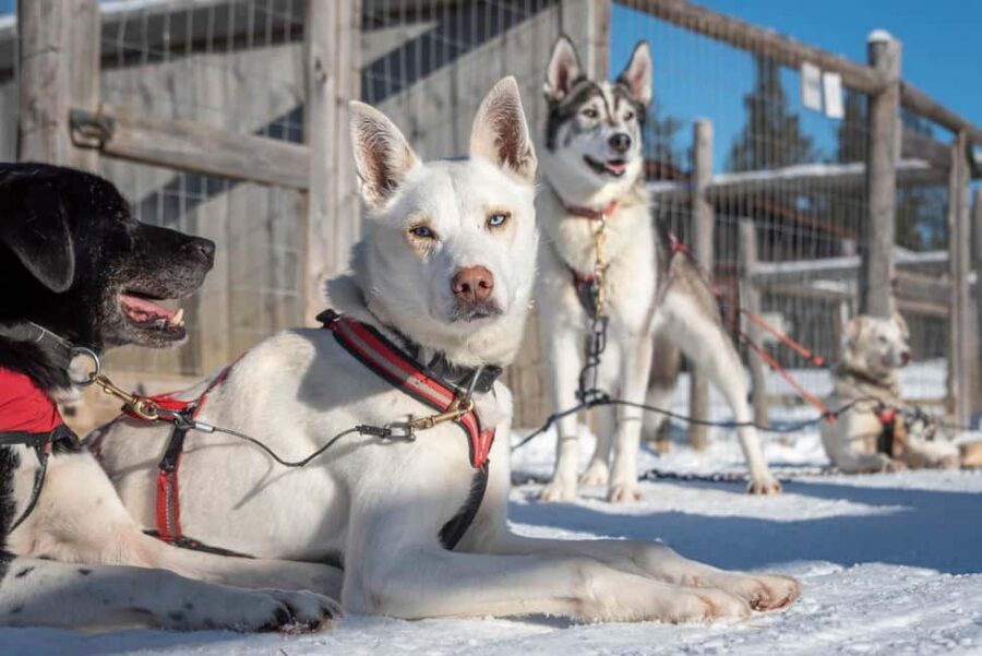 Levi Polar Lights Tours: Reindeer and Husky Taster - Husky sledding: the about 1 km speed hit (with a guide driving)