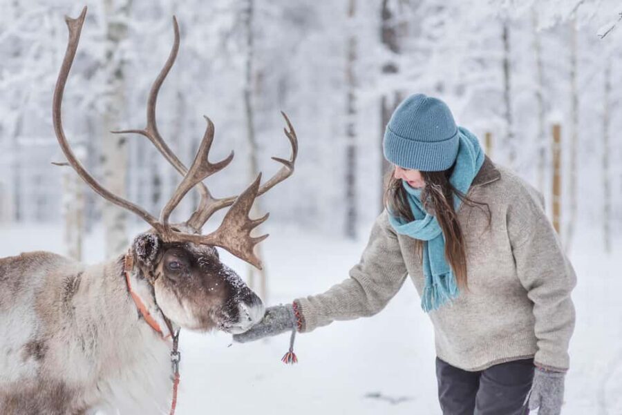 Levi Polar Lights Tours: Reindeer and Husky Taster - Reindeer sleigh ride: calm gliding through snowy winter country