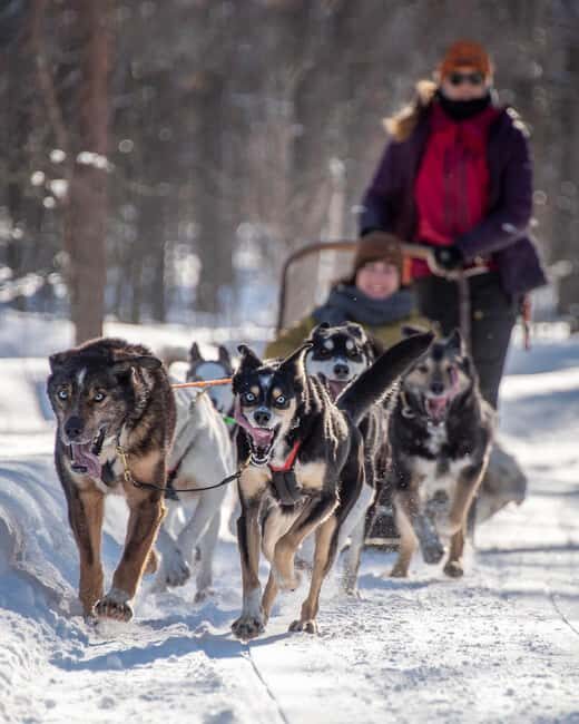 Levi Polar Lights Tours: Reindeer and Husky Taster - Price of $153: what you’re paying for in 90 minutes