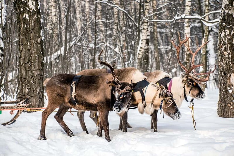 Levi: Reindeer Experience with Sled Ride - Key things to know before you go
