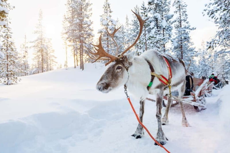 Levi: Reindeer Experience with Sled Ride - From Sirkka pickup to the Levi farm: how this 2-hour plan works