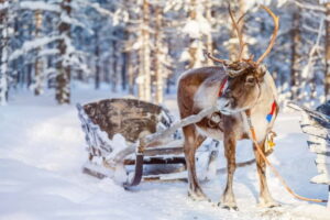 Levi: Reindeer Experience with Sled Ride - Meeting the reindeer herders: the care-and-connection lesson you came for