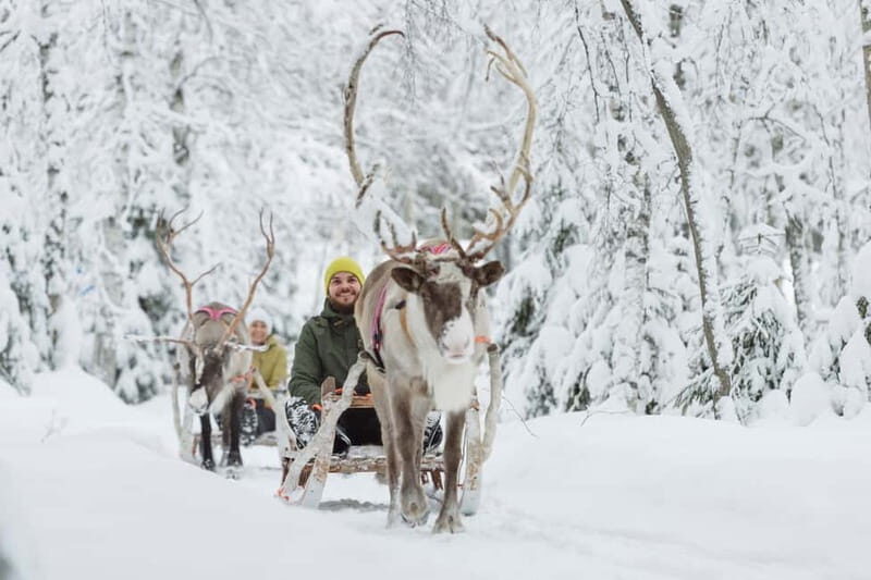 Levi: Reindeer Experience with Sled Ride - Photo time and feeding: calm reindeer, real farm moments