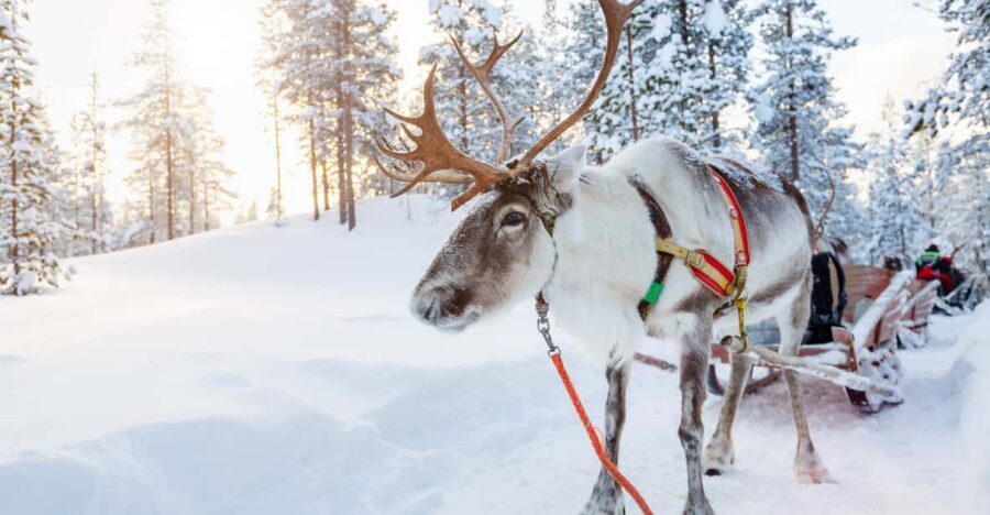 Levi: Reindeer Experience with Sled Ride - Price and value at $142 per person: what you’re really paying for