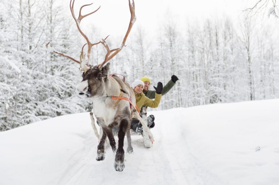 Levi: Reindeer Experience with Sled Ride - Who should book this Levi reindeer experience (and who might skip it)