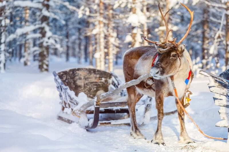 Levi: Reindeer Experience with Sled Ride - Meeting the reindeer herders: the care-and-connection lesson you came for
