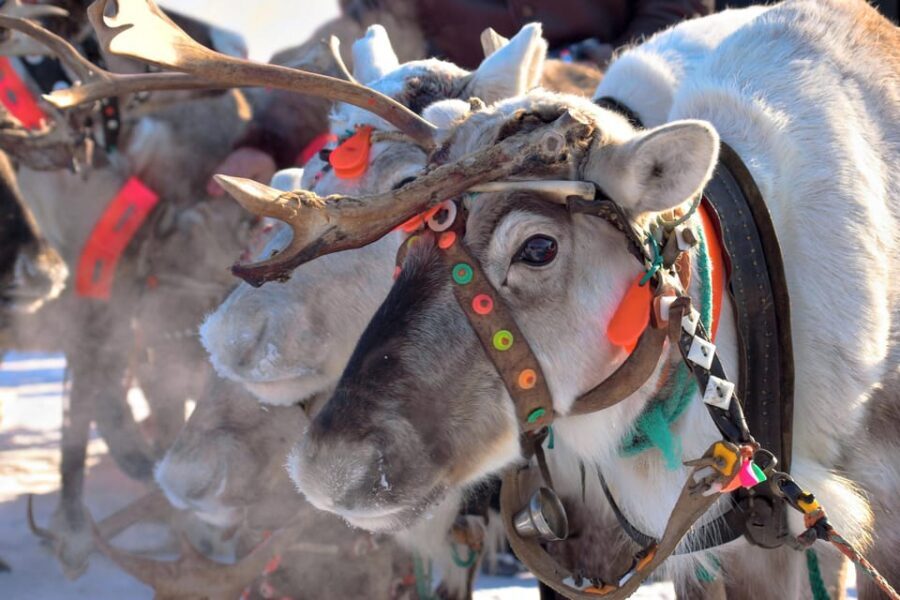 Levi: Reindeer Sleigh Ride Tour in Snowy Forest - Entering Levi’s snowy forest on a Kermikkä sleigh